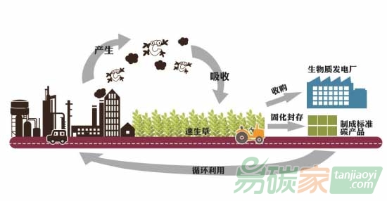 長(zhǎng)沙縣建捕碳產(chǎn)業(yè)鏈：速生草捕碳制成碳產(chǎn)品