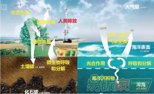 中國林業(yè)碳匯的發(fā)展趨勢與展望解讀