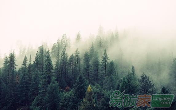 科學(xué)家計算出世界將有9億公頃的土地可植樹造林這將會吸收三分之二的人為碳排放同時也將是對抗氣候變化最有效的方法